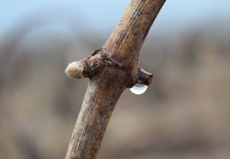 Domaine des 3 Dames_9