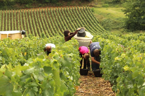 Domaine des 3 Dames_9