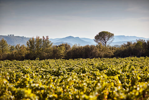 Domaine des Annibals_5