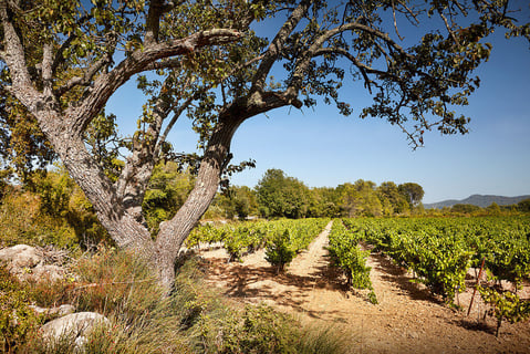 Domaine des Annibals_7