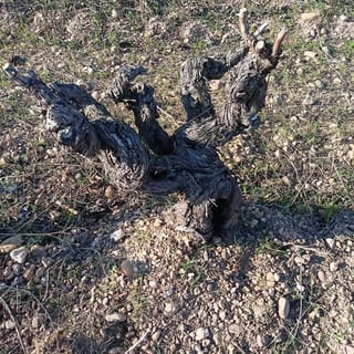 Domaine des Célestes_2