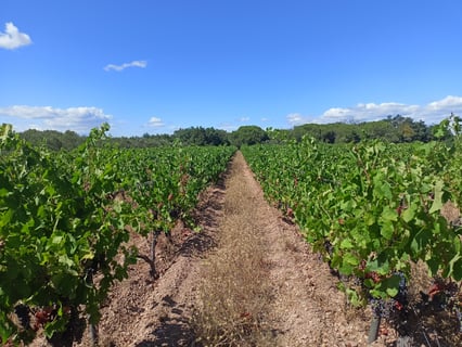 Domaine des Célestes_3