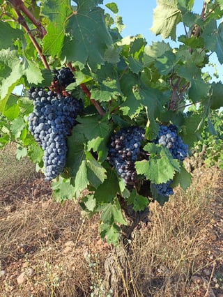 Domaine des Célestes_4