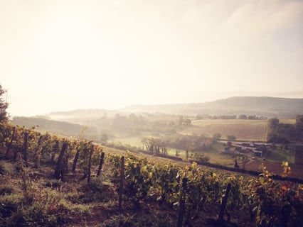 Domaine des Cœuriots_4