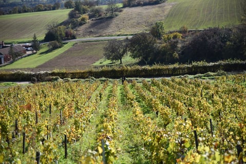 Domaine des Cœuriots_5