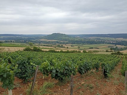 Domaine des Cœuriots_6
