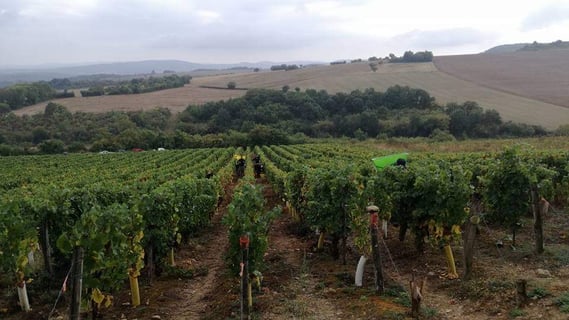 Domaine des Cœuriots_7