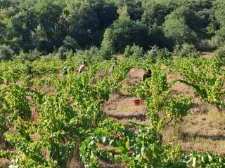 Domaine des Hélianthémes_2