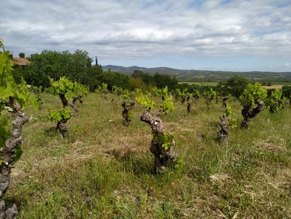 Domaine des Hélianthémes_3