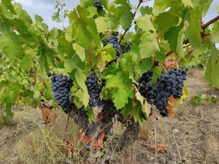 Domaine des Hélianthémes_4