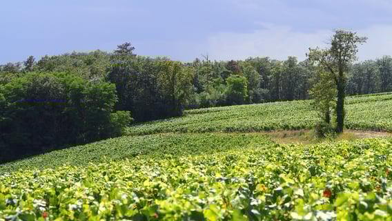 Domaine des Pérégrins_Eléonore Moreau_3