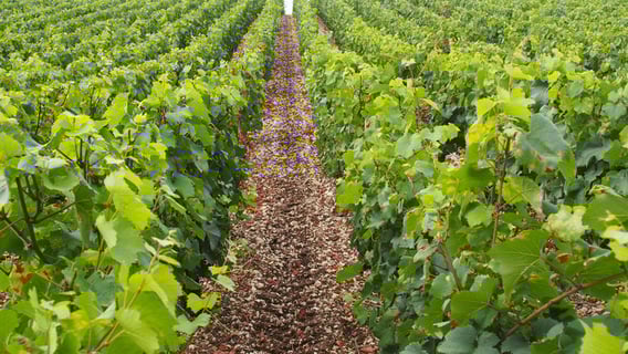 Domaine des Pérégrins_Eléonore Moreau_4