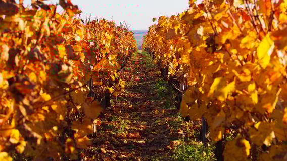 Domaine des Pérégrins_Eléonore Moreau_6