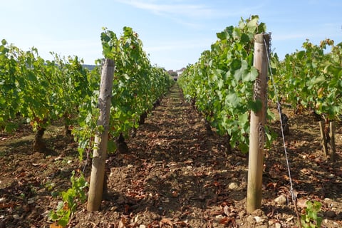 Domaine des Petits Champs Lins_2