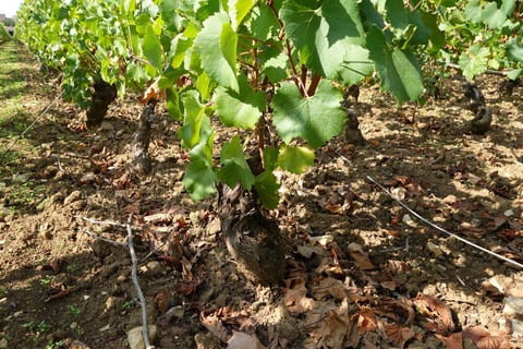 Domaine des Petits Champs Lins_3