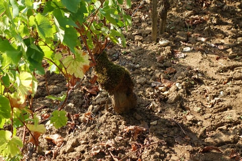 Domaine des Petits Champs Lins_4