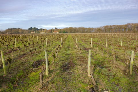 Domaine du Moulin Camus_3