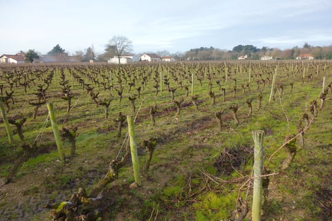 Domaine du Moulin Camus_4