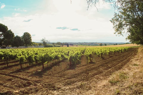 Domaine la Colombette_2