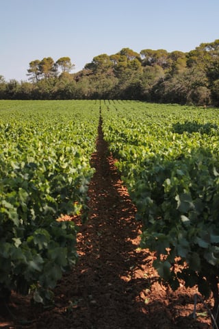 Domaine la Colombette_3