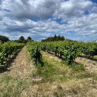 Domaines Grand-Chemin_6