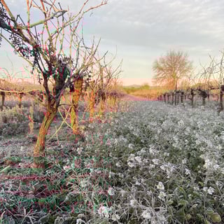 Domaines Grand-Chemin_7