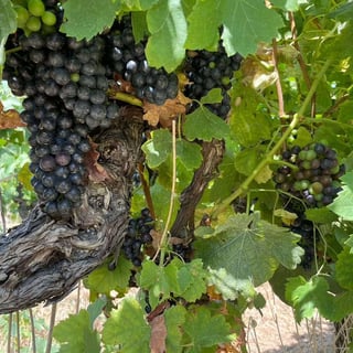 Domaines Grand-Chemin_8