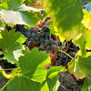 Domaines Grand-Chemin_9