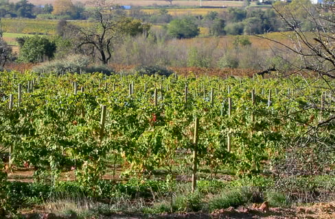 Domaines Julien & Fils_2