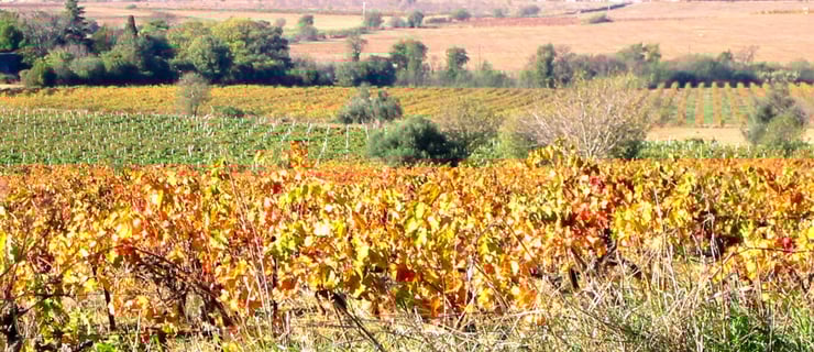 Domaines Julien & Fils_4