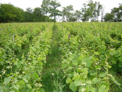 Dufour & Françoise Martinot_4