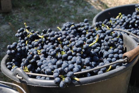 Ferme des Arnaud (4)