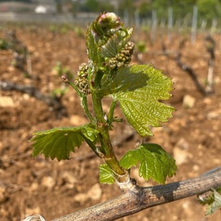 François Gaunoux 16