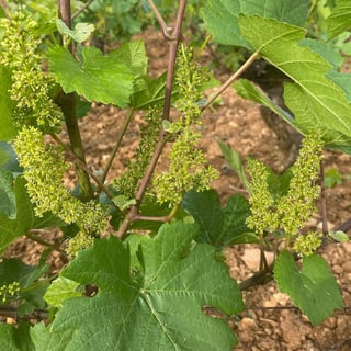 François Gaunoux 24