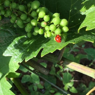 François Gaunoux 25