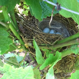 François Gaunoux 27