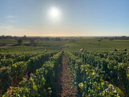 François Gaunoux 28