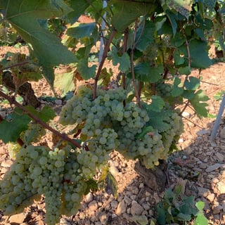 François Gaunoux 32