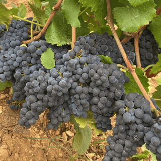 François Gaunoux 33