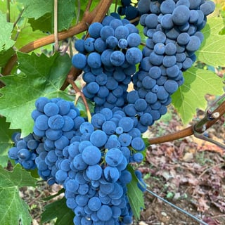 François Gaunoux 34