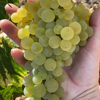 François Gaunoux 35