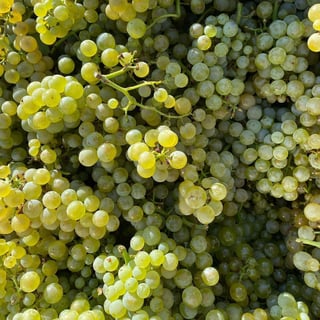 François Gaunoux 36