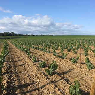 Günther Chéreau_10