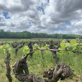 Günther Chéreau_11