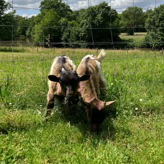 Günther Chéreau_13