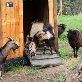 Günther Chéreau_14