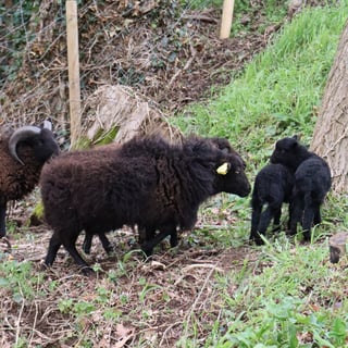 Günther Chéreau_16