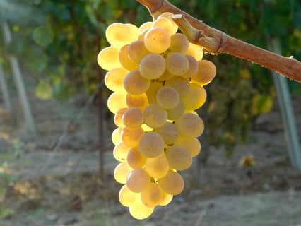 Gallegos de Lluvia y Calma_10