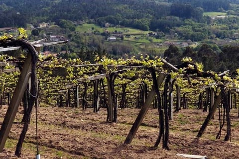 Gallegos de Lluvia y Calma_7