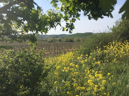 Guillaume Malafosse_4 Les amandiers